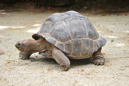  Giant Tortoise の写真素材