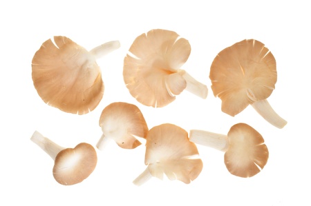 Fresh Oyster Mushrooms Isolated On White Backgroundの写真素材