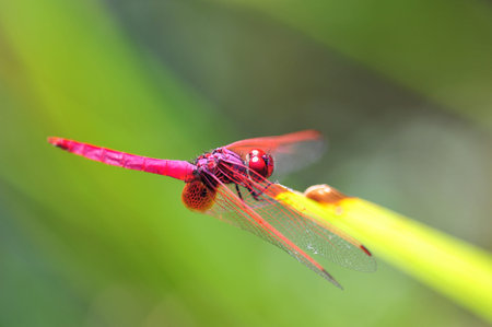 Red Dragonfly On A Perchの写真素材