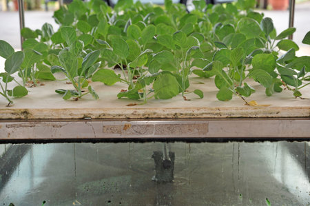 Vegetables Growing Hydroponics Way 
