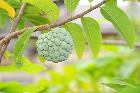 Custard Apple Plants の写真素材