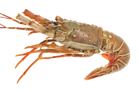 Closeup Of A Fresh Lobsterの写真素材