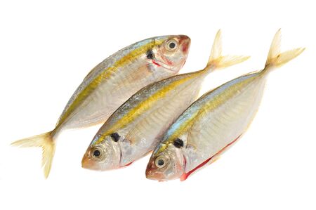Fish Ready For Cookingの写真素材