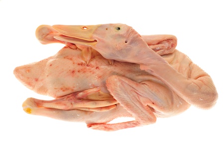 Whole Duck Ready For Cookingの写真素材
