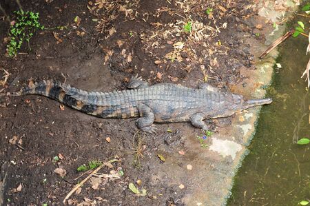 Crocodile In Natural Environmentの写真素材