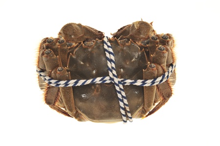 Hairy Crab From China の写真素材