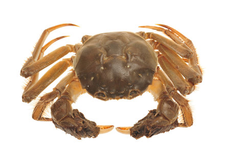 Hairy Crab From China 