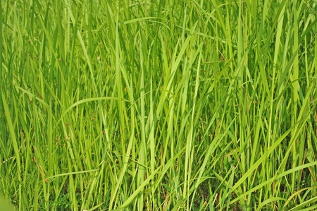 Background Of Tall Green Grassの写真素材