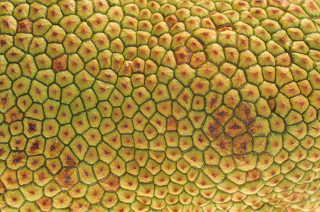 Close up Texture Of Jackfruit Skin