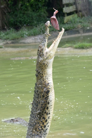 Crocodile Feeding の写真素材