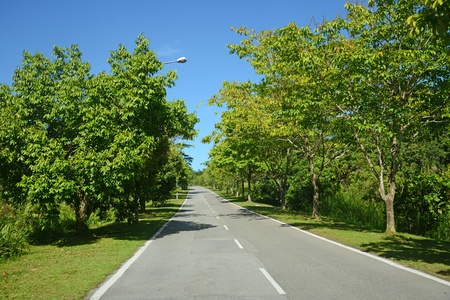Tree Lined Road In The Countryside  の写真素材