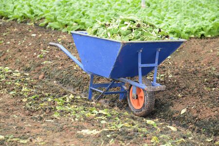 Wheel Barrow At A Vegetable Farmの写真素材