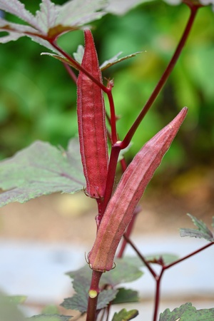 Red Lady Finger Plantsの写真素材