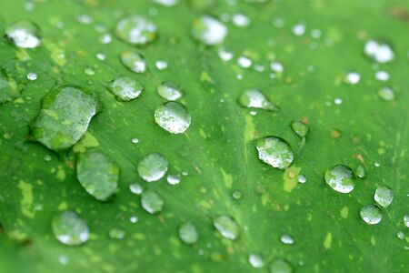 Morning Dew Drops On Green Leafの写真素材