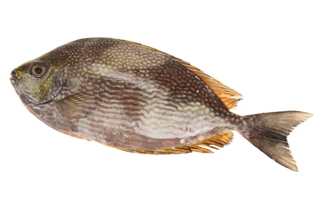 Spotted Trevally, Fishの写真素材