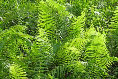 Fern Plants Growing Wild の写真素材