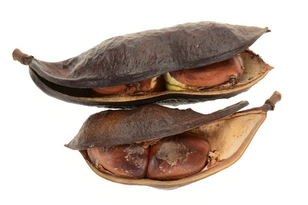 Dried Seed Pods Of ATropical Treeの写真素材