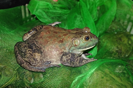 Live Bull Frog の写真素材
