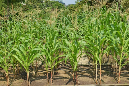 Young Maize Plants Growing In The Plantationの写真素材