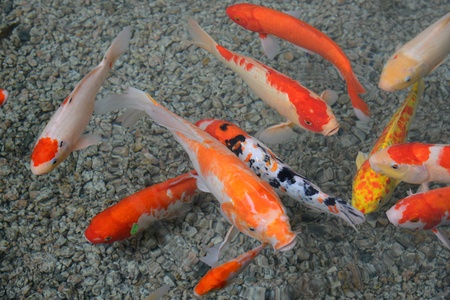 Colorful Carps Swimming In The Waterの写真素材
