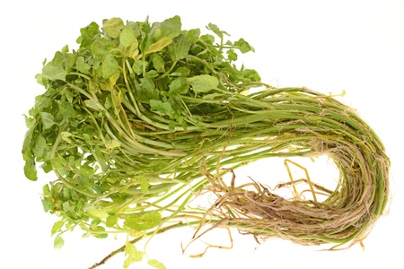 Watercress, An Aquatic Vegetables With Rootsの写真素材