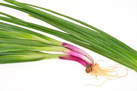 Spring Onion Isolated On White Backgroundの写真素材