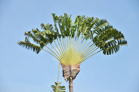 Traveller s Palm Tree Against Clear Blue Skyの写真素材