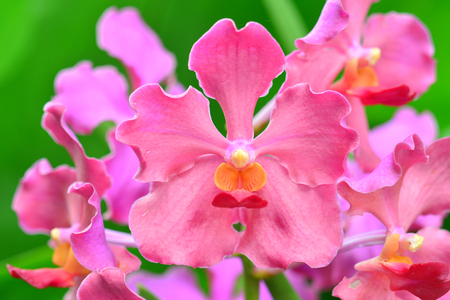 Orchid Flowers In Full Bloomの写真素材