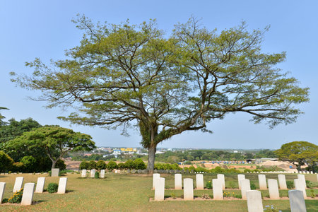 Lone Tree At A Cemetery