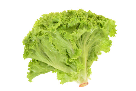 Green Leafy Lettuce Isolated On White Backgroundの写真素材