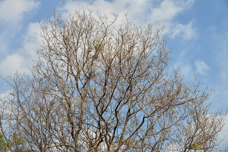 Tree With Bare Dried Branchesの写真素材