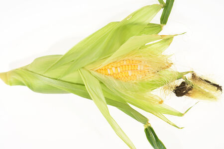 Maize Cob With Peeled Ear Leaves Isolated On White Backgroundの写真素材