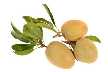 Tropical Fruit, Chiku Against White Backgroundの写真素材
