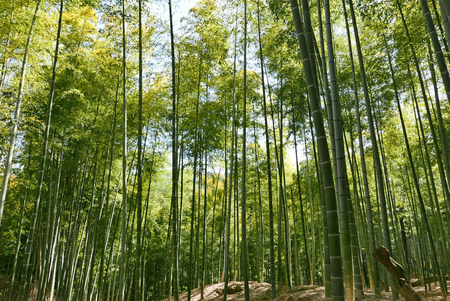 Bamboo Forestの写真素材