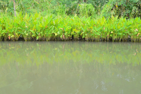 Plants At The Water Edgeの写真素材