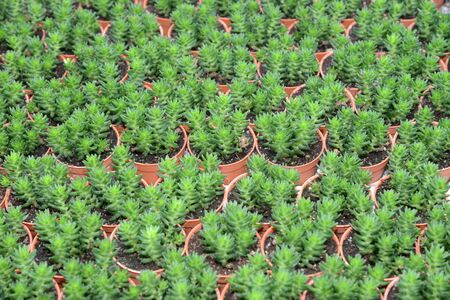 Potted Cactus Plantsの写真素材