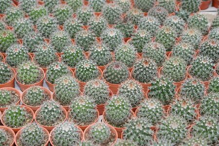 Potted Cactus Plantsの写真素材