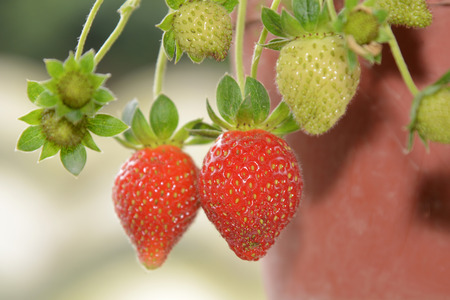 Closeup Of Strawberries Growing In A Potの写真素材