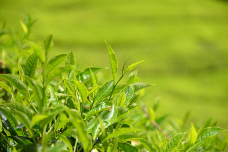 Tea Plantation With Closeup Of Tea Plantsの写真素材