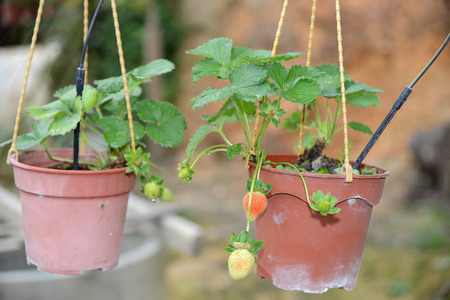 Potted Strawberry Plantsの写真素材