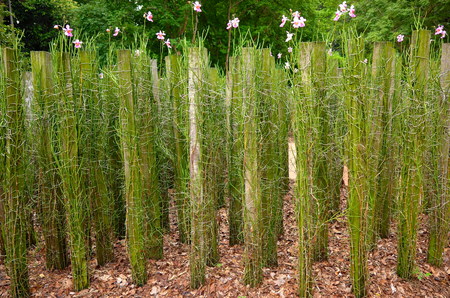 Orchid Plants  Growing In The Gardenの写真素材