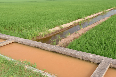 Rice Field With Water Supply Irrigationの写真素材