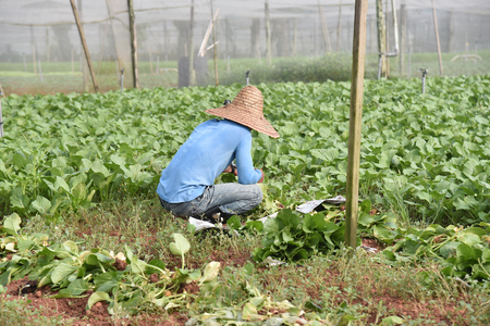 Worker Harvesting  At  A  Vegetable Farmの写真素材
