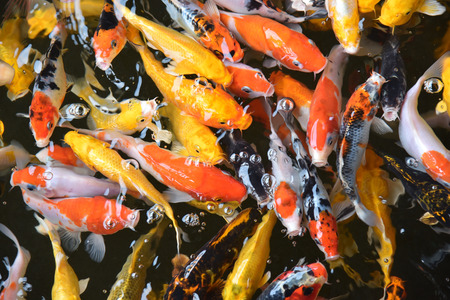 Koi  Carps Swimming In The Pondの写真素材