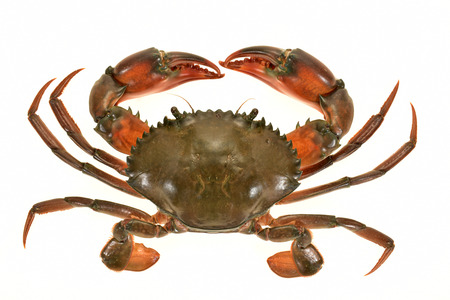 Closeup Of A Crab Isolated On White Backgroundの写真素材