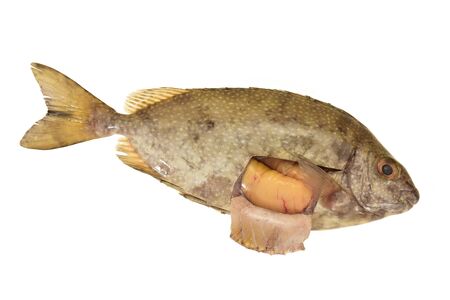 A Fish Laden With Thick Roeの写真素材