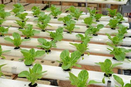 Vegetables Growing In Neat Rows Hydroponic  Wayの写真素材