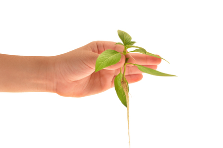 Hand Holding A Sapling, Plantの写真素材
