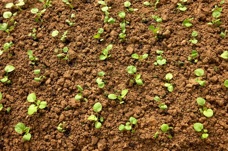 Young Vegetable Saplings Growing In A  Vegetable Farmの写真素材