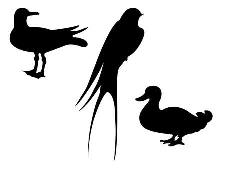 Birds Silhouettes. Vector EPS 10.のイラスト素材